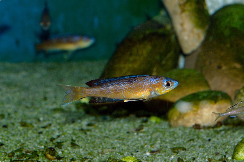 Cyprichromis microlepidotus 'Bulu Point'